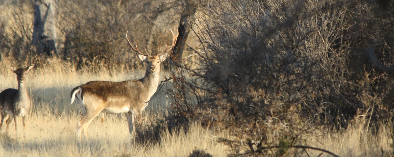 Fallow Deer hunting in South Africa. We offer top quality Fallow deer in the Free State