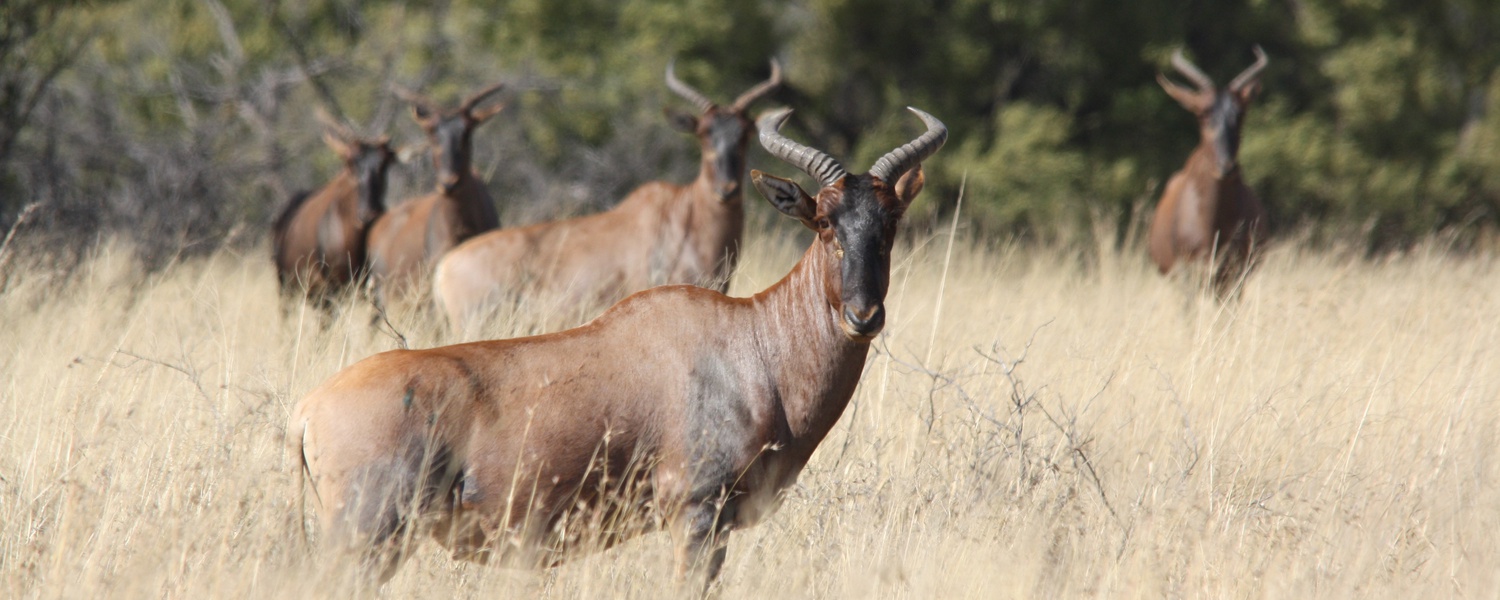 Tsessebe hunting in South Africa. Hunting trophy Tsessebe bulls in South Africa