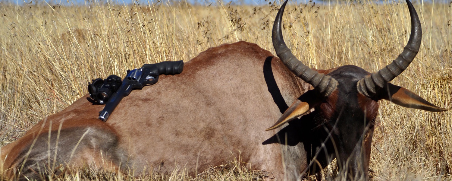 Top quality Tsessebe hunting in South Africa. We offer top quality trophies. 