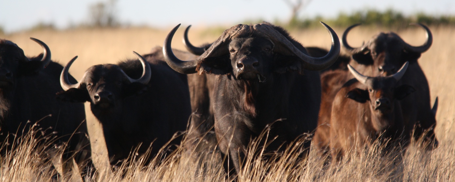 Grootvallei offers some of the best Buffalo hunting experience in South Africa. We breed top quality breeding and hunting bulls.
