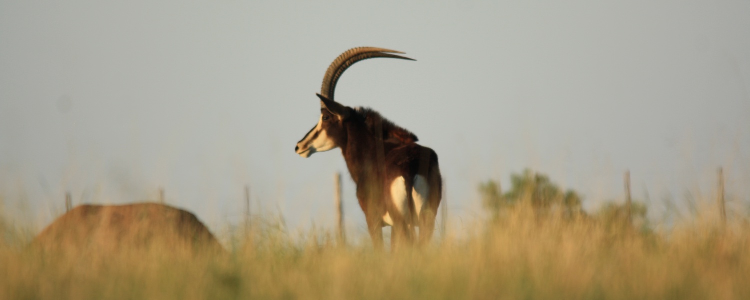 Sable Bull in South Africa. At Grootvallei we offer a wide variety of animals including Sable. The Sable are mostly used for hunting, and so we cater for both local and internationals hunters.