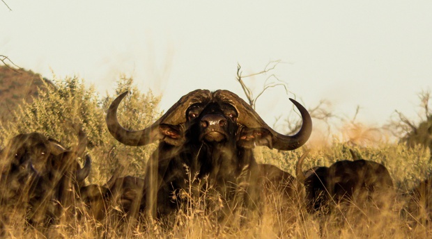 For the most extreme Buffalo hunt, this is the destination for you. We offer the best dugga boy hunting experience in Southern Africa.